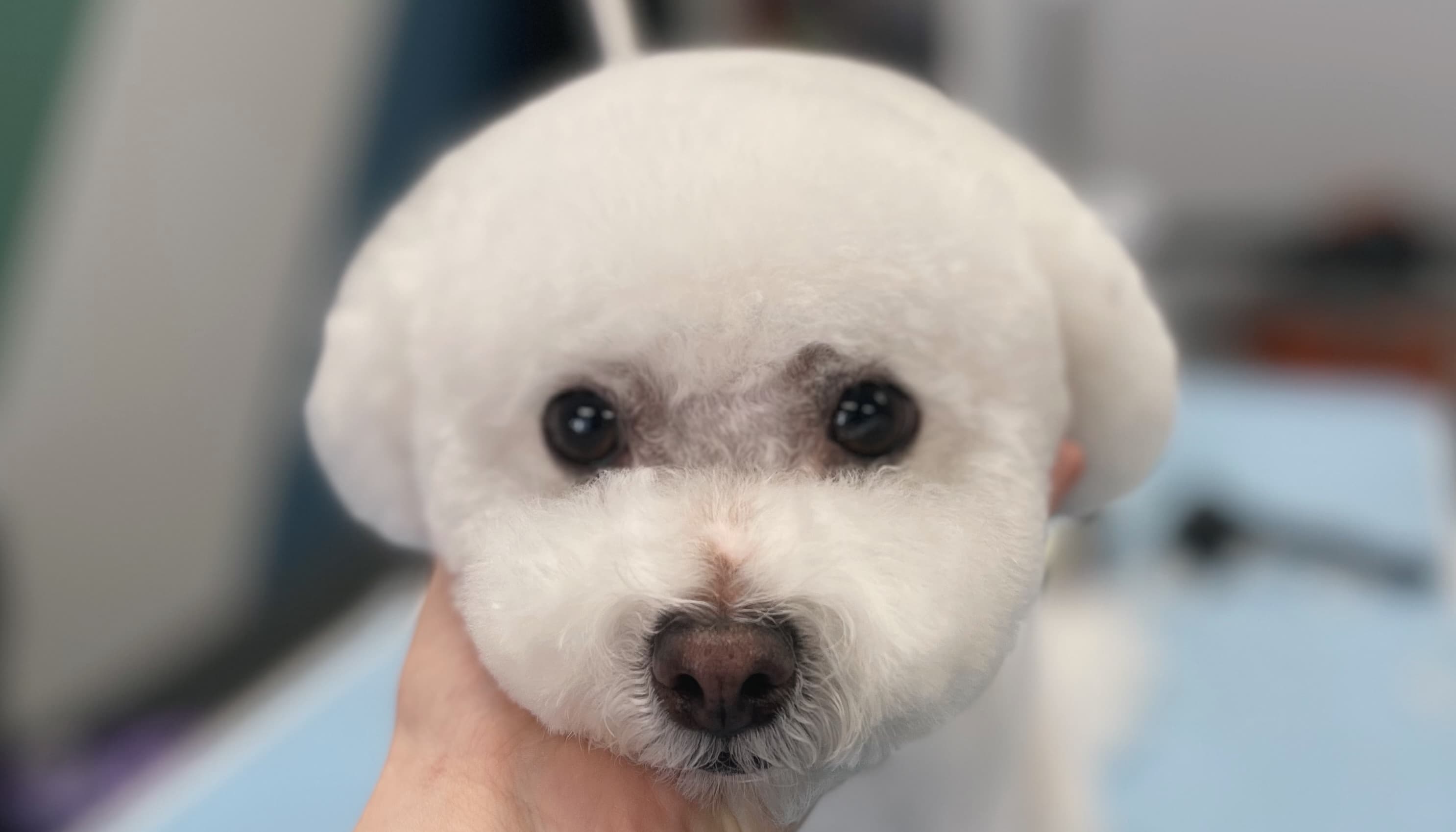 Photo of a freshly groomed dog